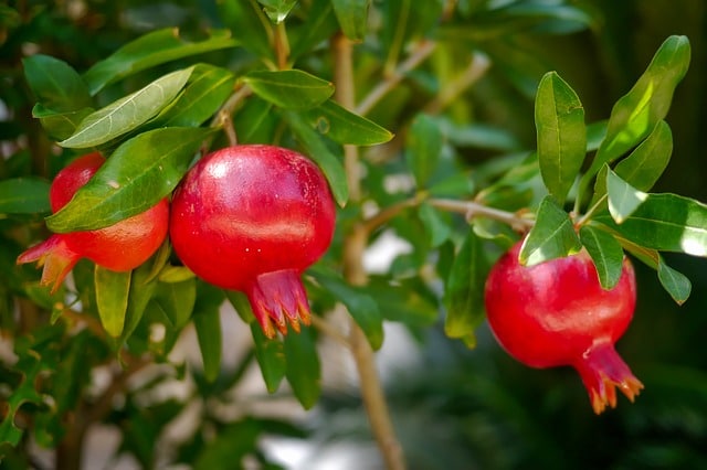 Fruit trees for hot dry climates
